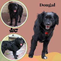 Dougal - Photo 1