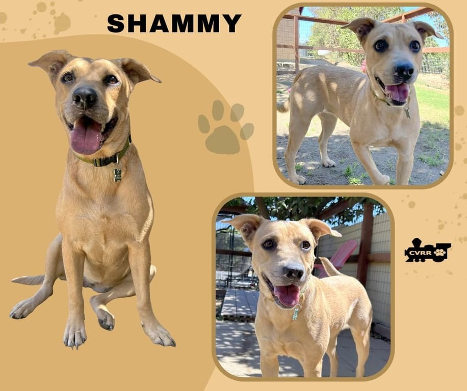 Shammy Image