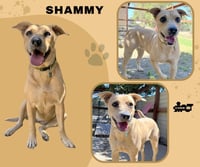 Shammy - Photo 1