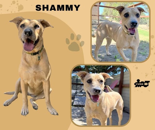 SHAMMY - Terrier / Retriever available for adoption