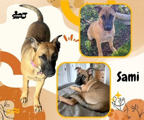 SAMI - Shepherd / Belgian Shepherd Malinois available for adoption