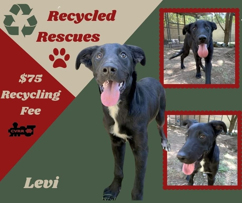 Levi Image