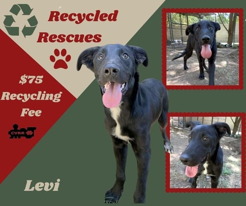 LEVI - Border Collie available for adoption
