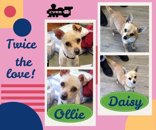 OLLIE - Chihuahua available for adoption