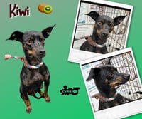 Kiwi - Photo 1