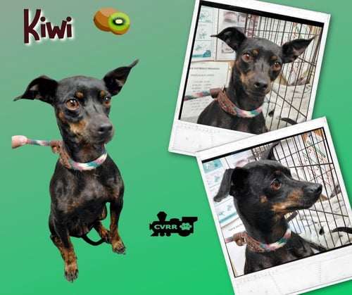 KIWI - Miniature Pinscher available for adoption
