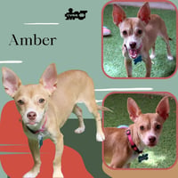 Amber - Photo 1