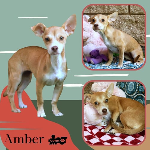 AMBER - Chihuahua / Terrier available for adoption
