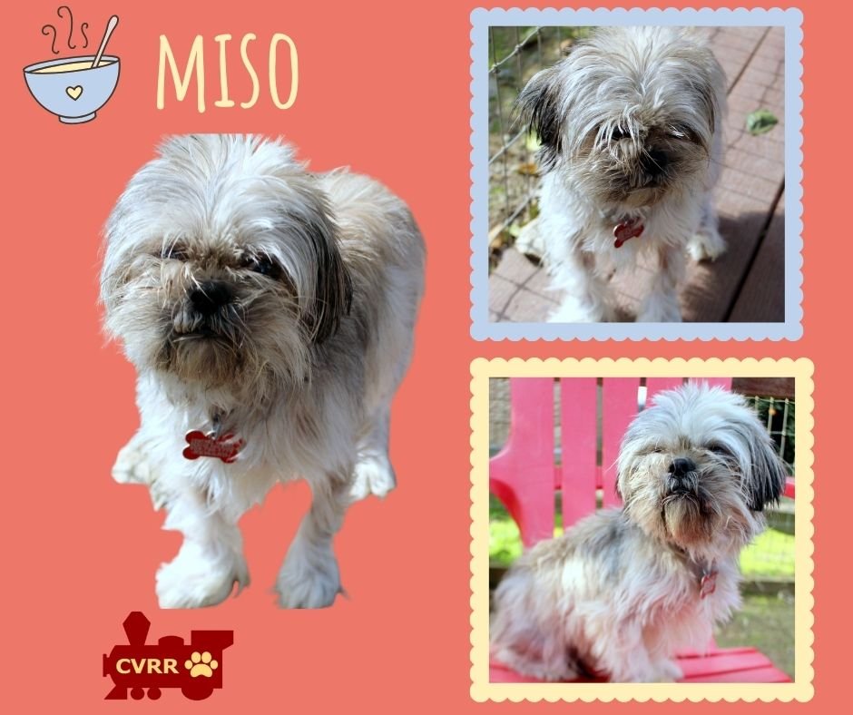 MISO - Shih Tzu available for adoption