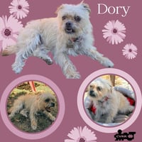Dory - Photo 1