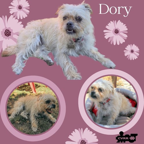 DORY - Shih Tzu / Terrier available for adoption
