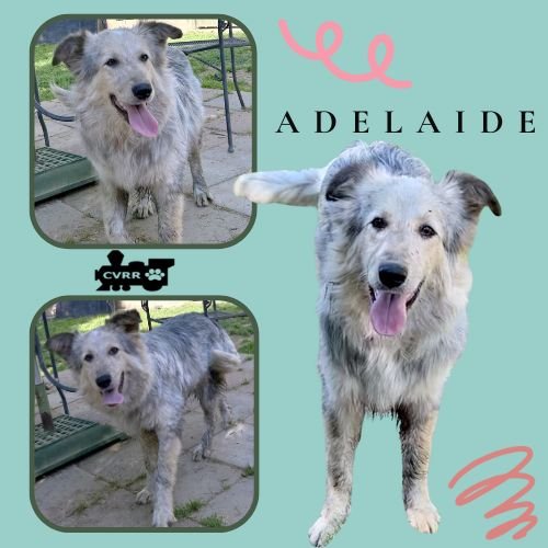 ADELAIDE - Australian Shepherd / Collie available for adoption