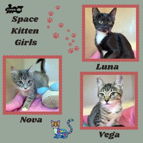 SPACE GIRLS (KITTEN) - Domestic Short Hair available for adoption