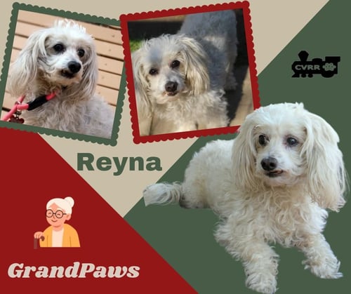 REYNA (RITZY GRANDPQAWS) - Poodle (Miniature) available for adoption