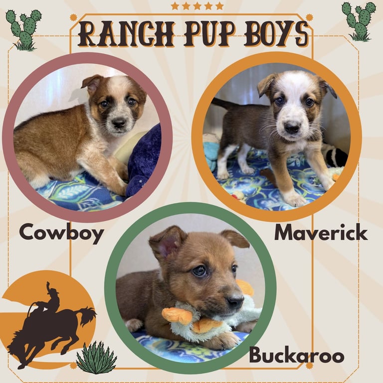Ranch Pup Boys (Puppy) Image