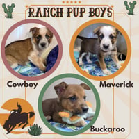 Ranch Pup Boys (Puppy) - Photo 1