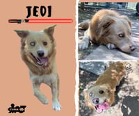 Jedi - Photo 1