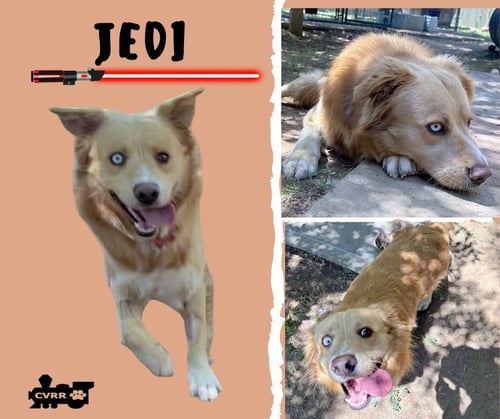 JEDI - Australian Shepherd available for adoption