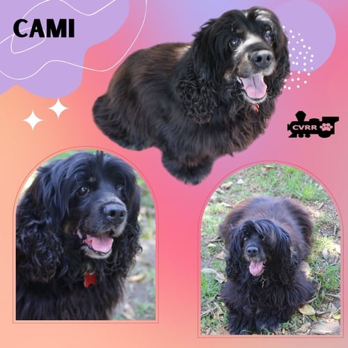 CAMI (RITZY) - Cocker Spaniel available for adoption