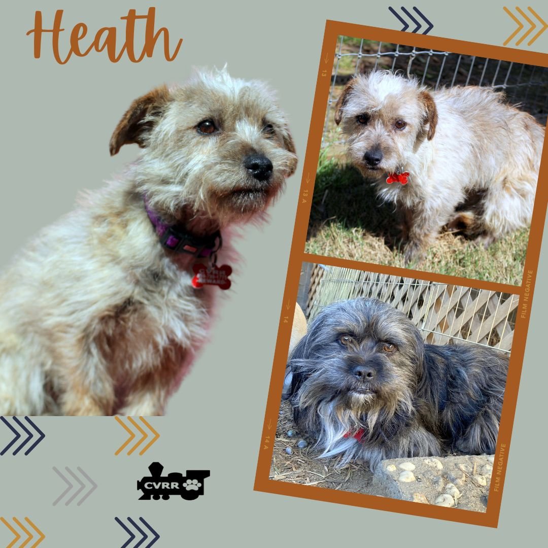 HEATH - Terrier available for adoption