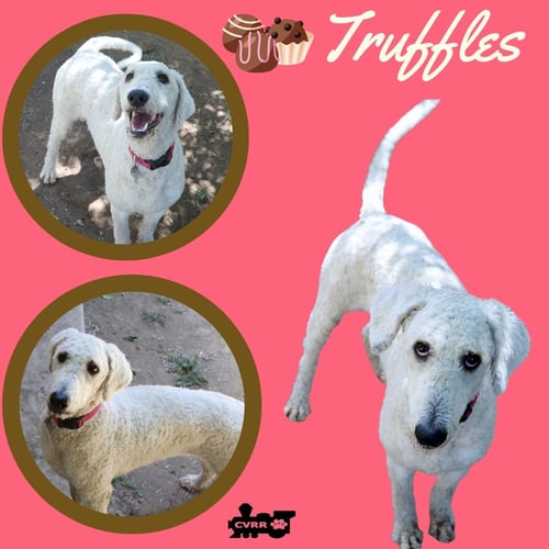 TRUFFLES (RITZY) - Poodle (Standard) available for adoption