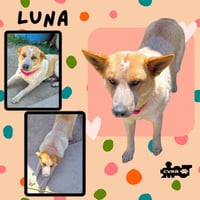 Luna - Photo 1