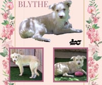 Blythe - Photo 1