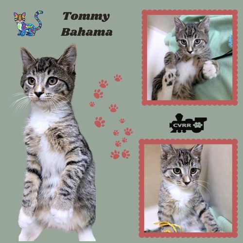 TOMMY BAHAMA (KITTEN) - Domestic Medium Hair available for adoption