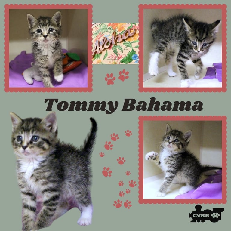 Tommy Bahama (Kitten) Image