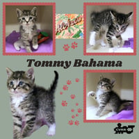 Tommy Bahama (Kitten) - Photo 1