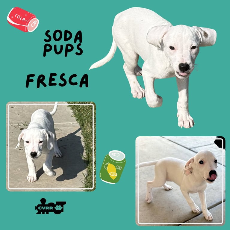 Fresca (Puppy) Image