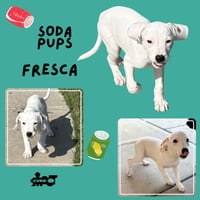 Fresca (Puppy) - Photo 1
