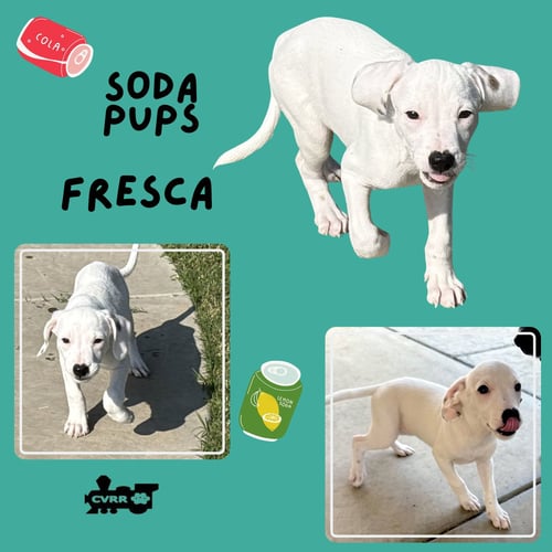 FRESCA (PUPPY) - Terrier available for adoption