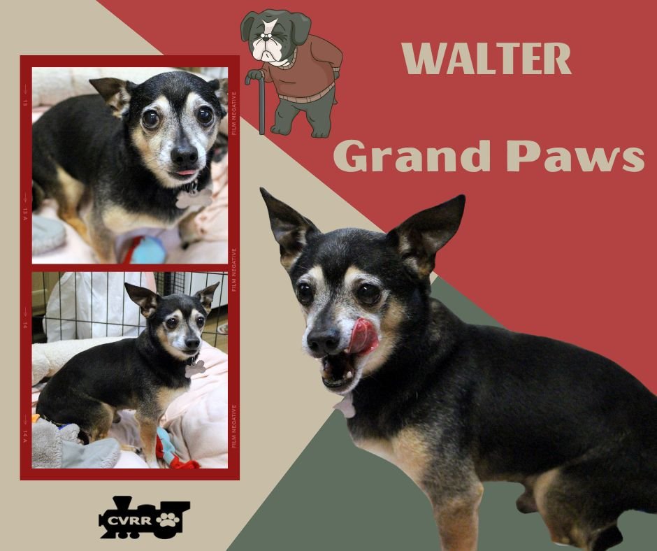 WALTER (GRANDPAWS) - Chihuahua available for adoption