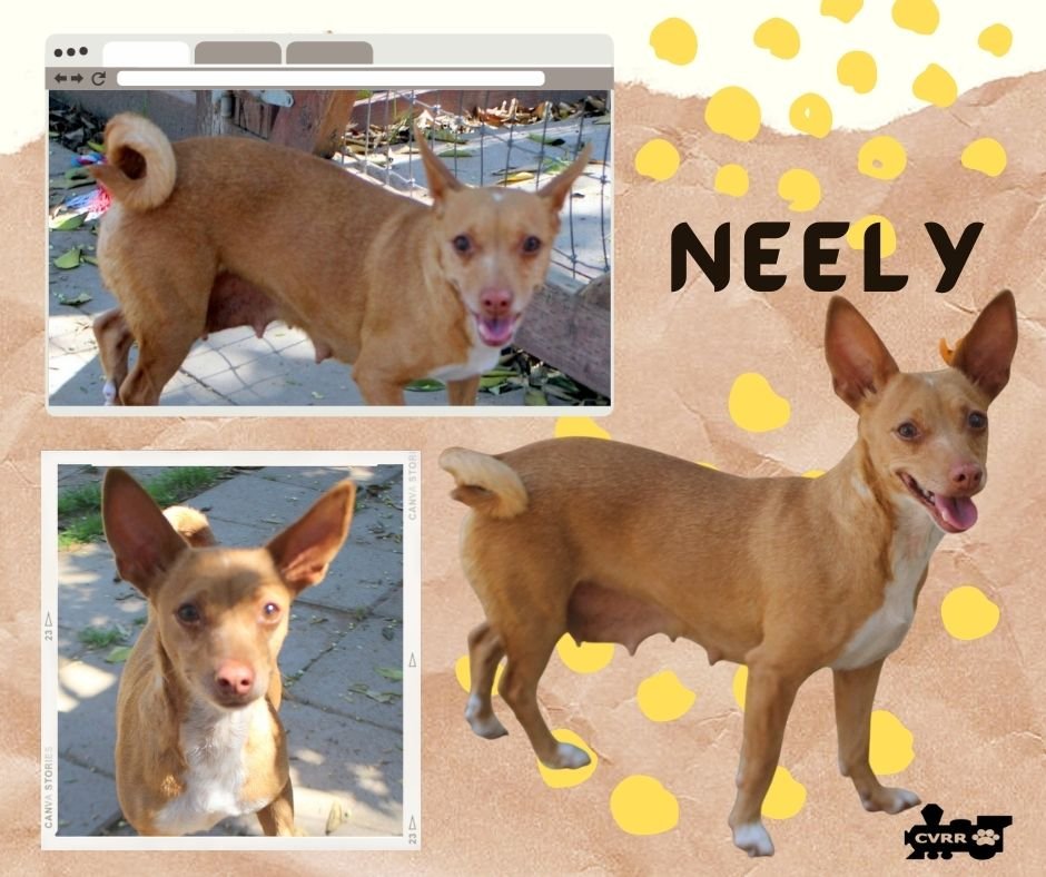 NEELY - Miniature Pinscher / Basenji available for adoption
