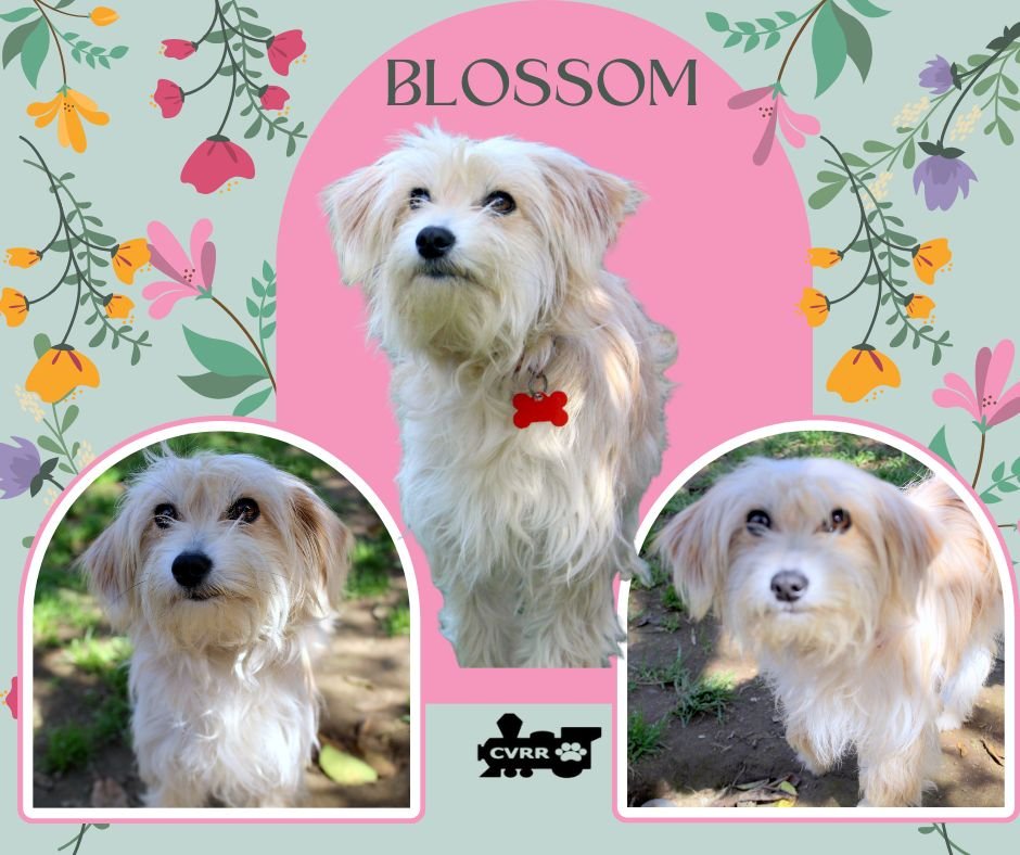 BLOSSOM (RITZY) - Lhasa Apso available for adoption