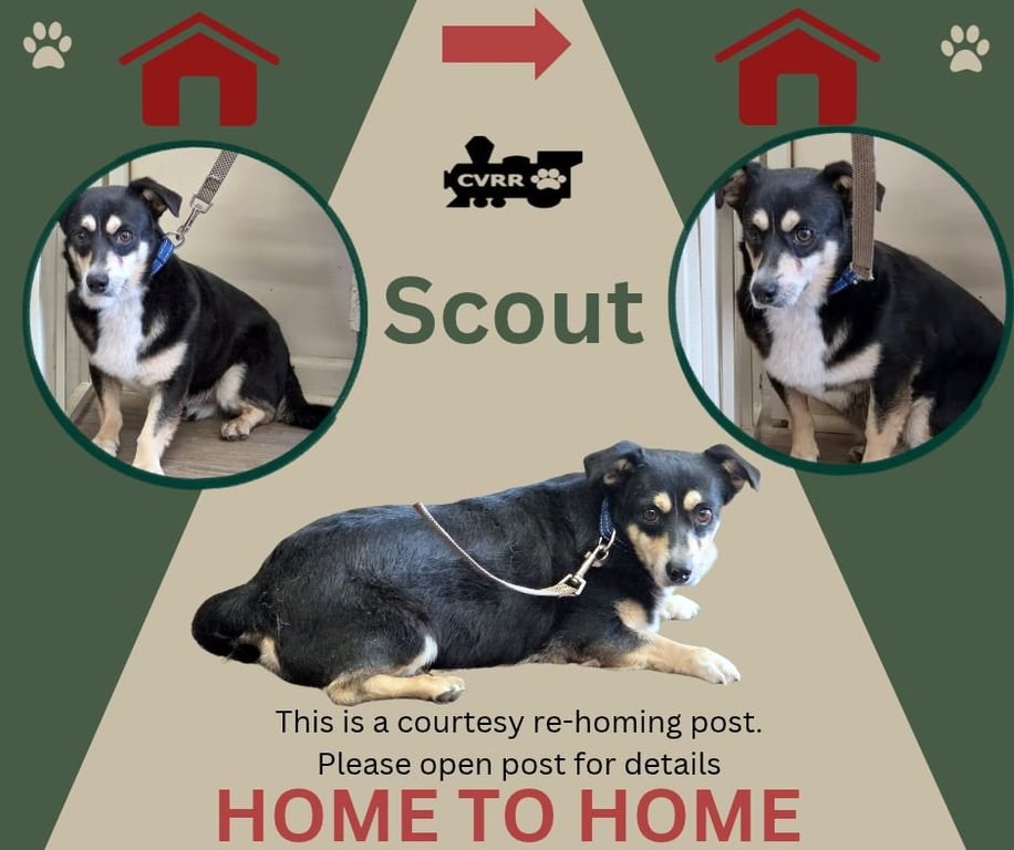 Scout (Home 2 Home) Image
