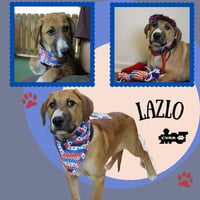Lazlo (Puppy) - Photo 1