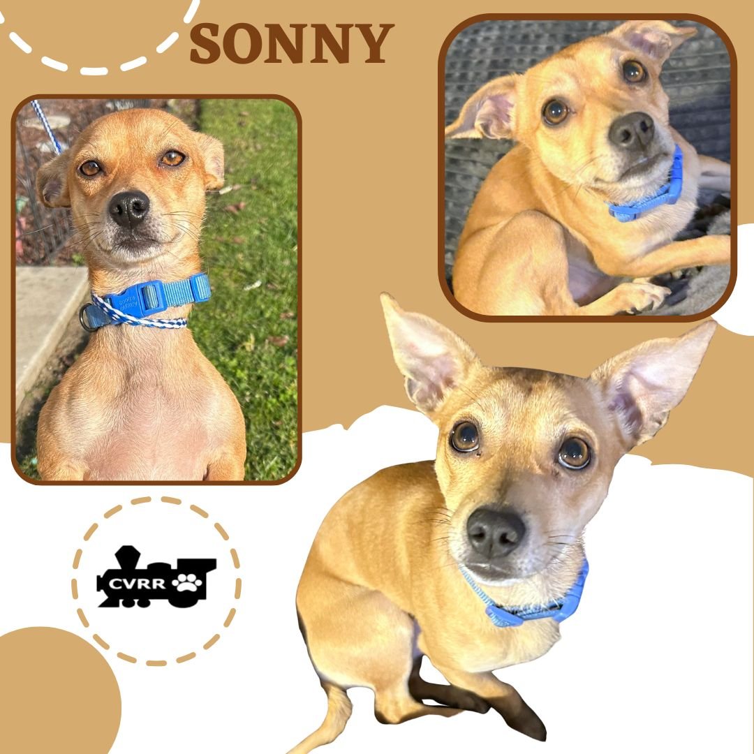 SONNY - Chihuahua / Terrier available for adoption