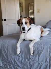 Lando (Recycle) - Photo 3