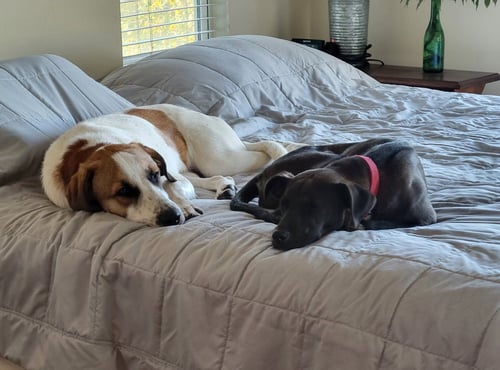 LANDO (RECYCLE) - Anatolian Shepherd available for adoption
