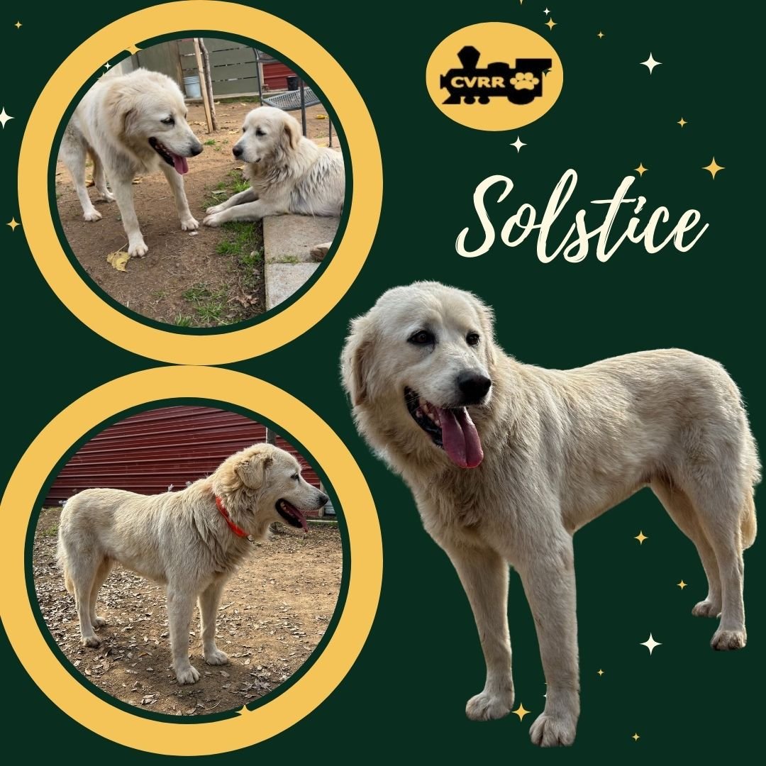 SOLSTICE (RITZY) - Great Pyrenees available for adoption