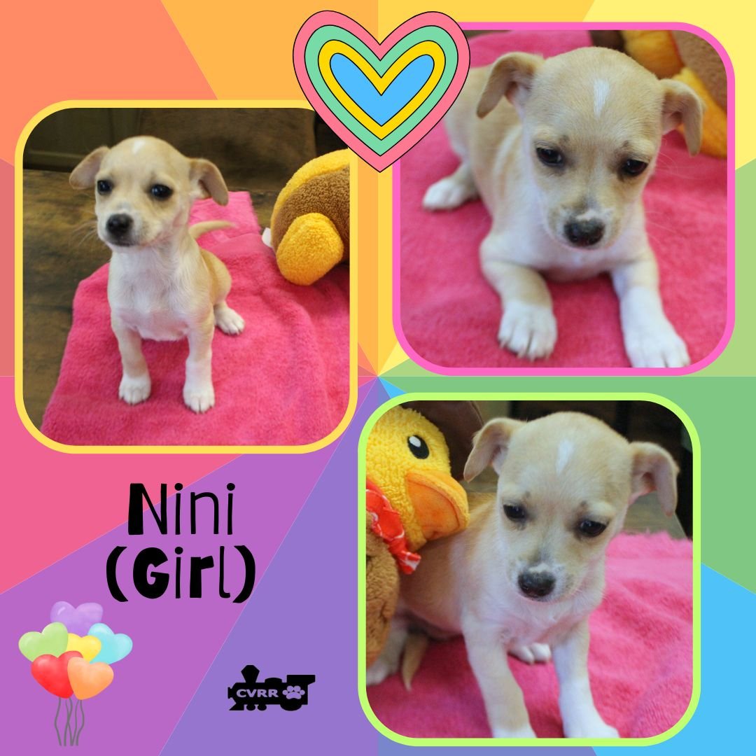 NINI (PUPPY) - Terrier available for adoption