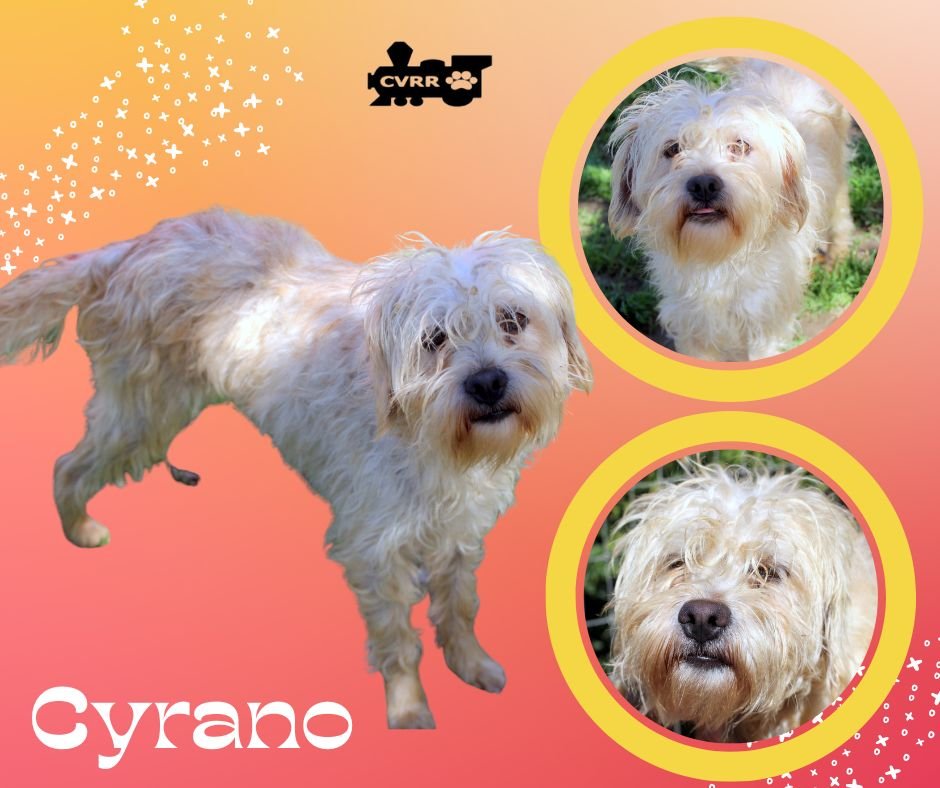 CYRANO - Lhasa Apso / Terrier available for adoption