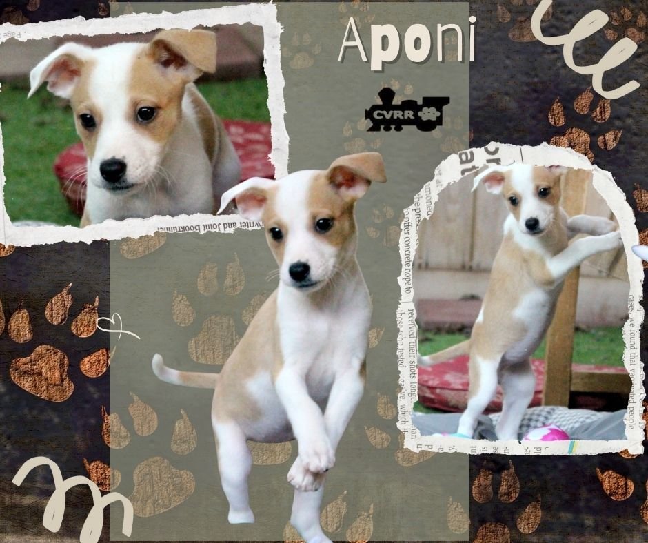 APONI (PUPPY) - Chihuahua / Terrier available for adoption