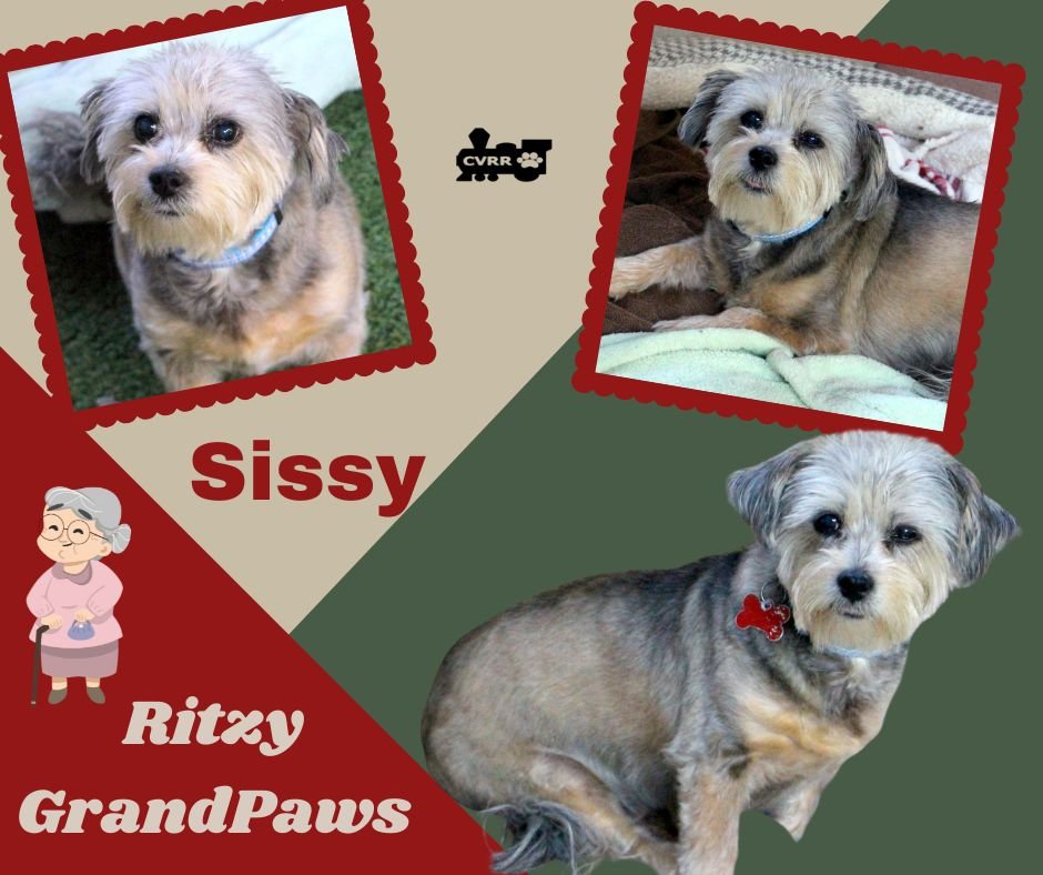 SUZIE RITZY GRANDPAWS - Yorkshire Terrier Yorkie available for adoption