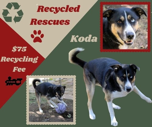 KODA (RECYCLE) - Shepherd / Husky available for adoption