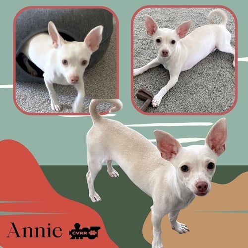 ANNIE - Chihuahua / Terrier available for adoption