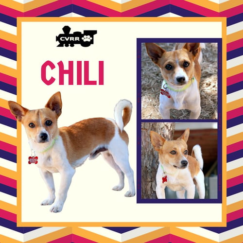 CHILI - Terrier / Chihuahua available for adoption