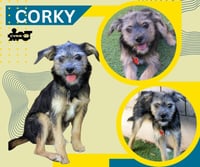 Corky (Puppy) - Photo 1